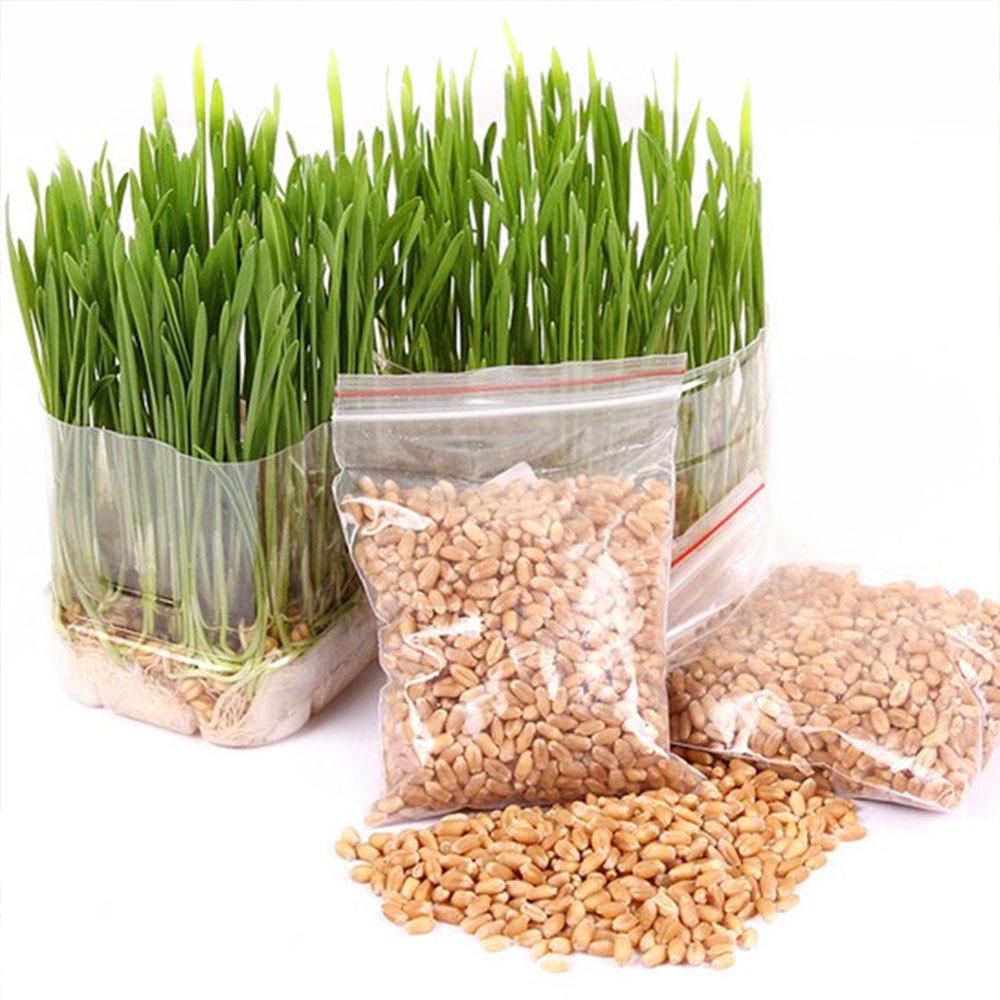 Visual Touch 20g/30g per Bag Harvested Cat Grass Seeds Organic Cat snack Pet Cats Supplies